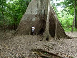 Cintra - tree rings 1