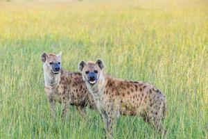 Hyena