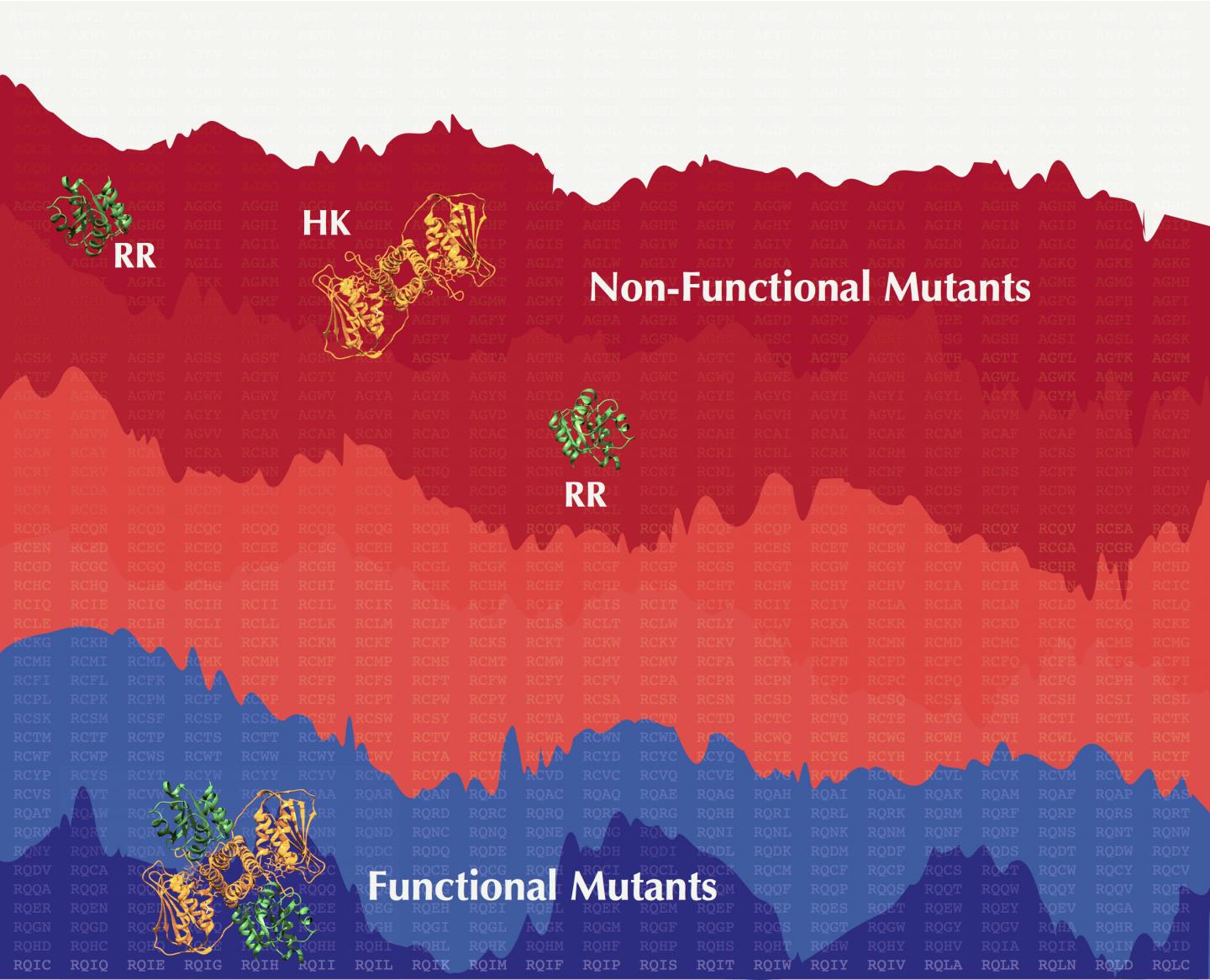 Simulated Co-evolutionary Landscape