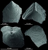 Brachiopod Fossils (2 of 2)