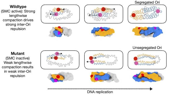 Graphic of the bacteria chromosome separation