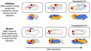 Graphic of the bacteria chromosome separation