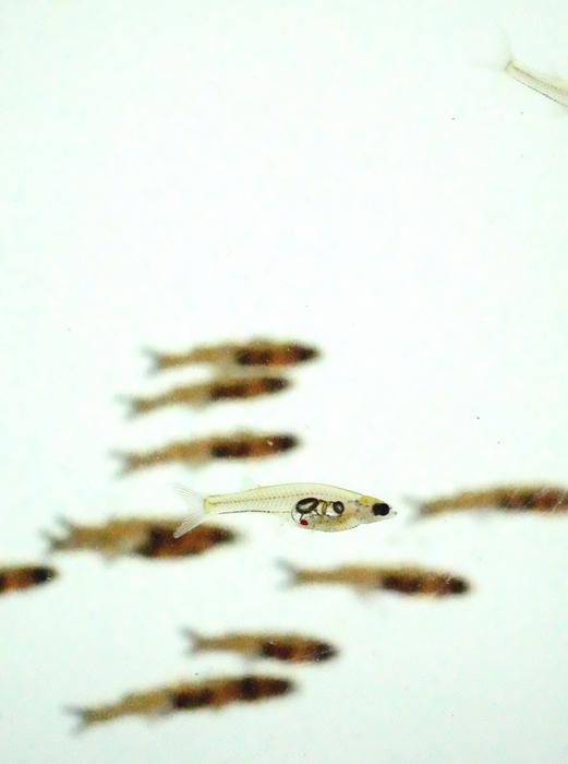Schooling with virtual fish