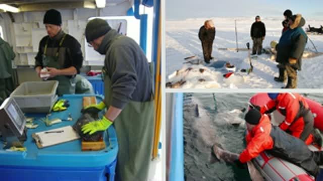 Working With Arctic Communities for a Changing World: Aaron Fisk Named 2015 Pew Marine Fellow