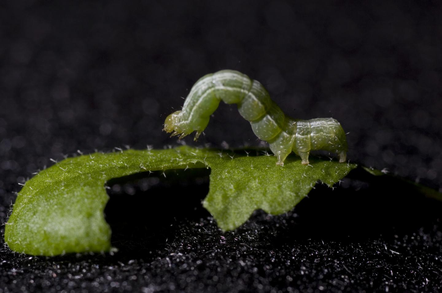 Caterpillar