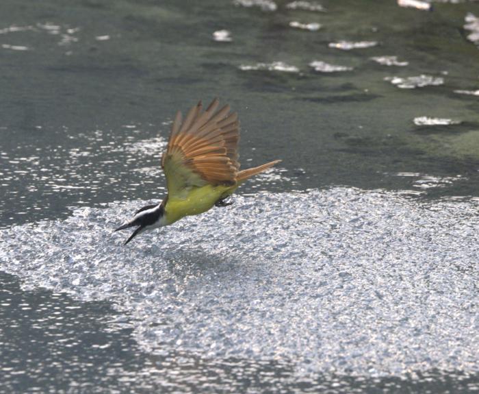 Attack by the great kiskadee and diving sulphur mollies