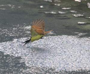 Attack by the great kiskadee and diving sulphur mollies