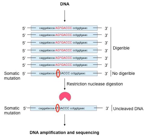 DNA