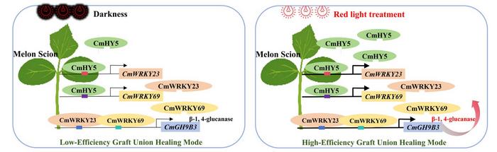 Proposed model of the red light-induced transcriptional module that promotes graft union healing in melon.