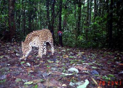 Jaguar Camera Trap