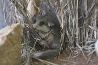 Dormouse