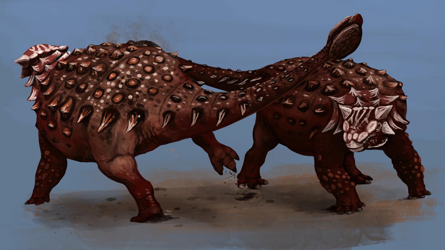 Ankylosaurus Fighting
