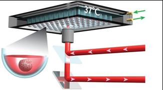 Experimental Device
