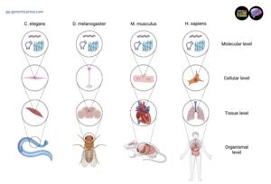 Multidimensional nature of aging: phenotypic changes across levels of biological complexity.