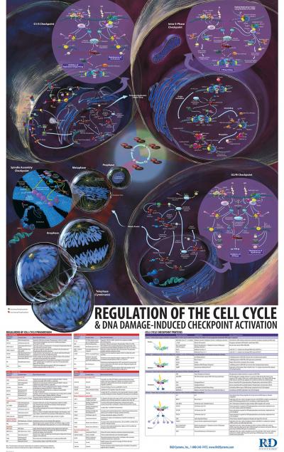 2009 Science and Engineering Visualization Challenge Winners Announced (11 of 15)