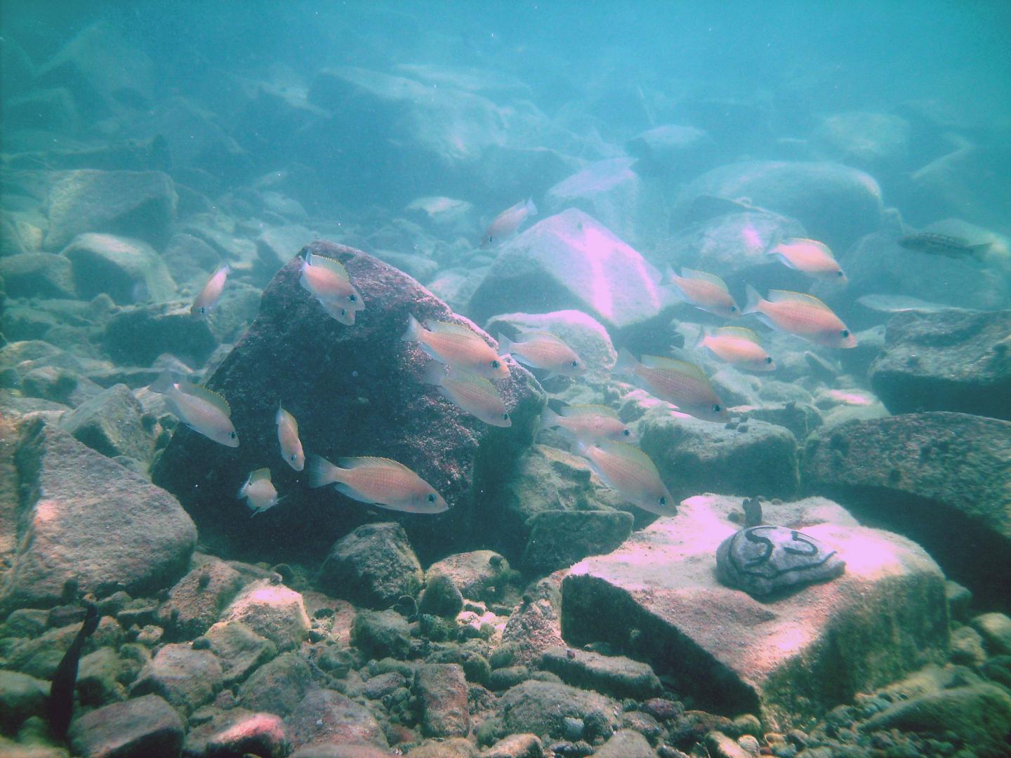 <i>Neolamprologus caudopunctatus</i>