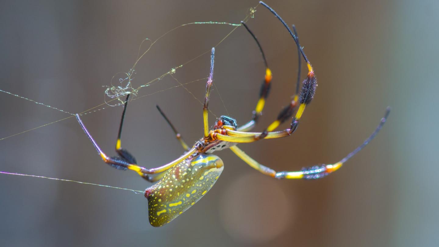 <i>Larinioides cornutus</i>