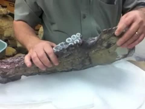 23-Million-Year-Old Oddball
