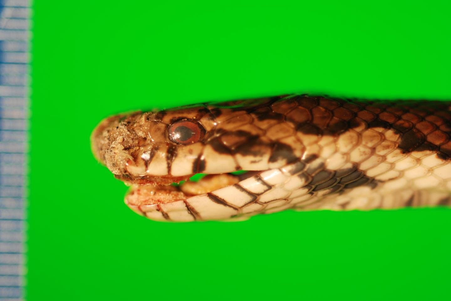 Milk Snake