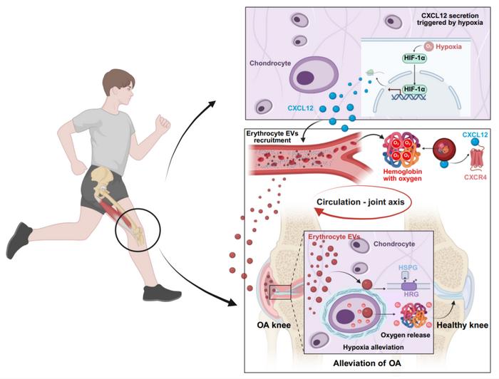 Exercise boosts oxygen delivery to arthritic joints using red blood cell extracellular vesicles (EVs) – a new way to relieve osteoarthritis