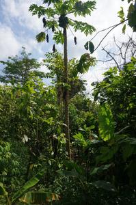 Cocoa plantation: the farmers use an agroforestry system meaning that different types of trees are planted next to the cocoa trees. The researchers investigated the benefits of this system in different climate zones in Ghana.