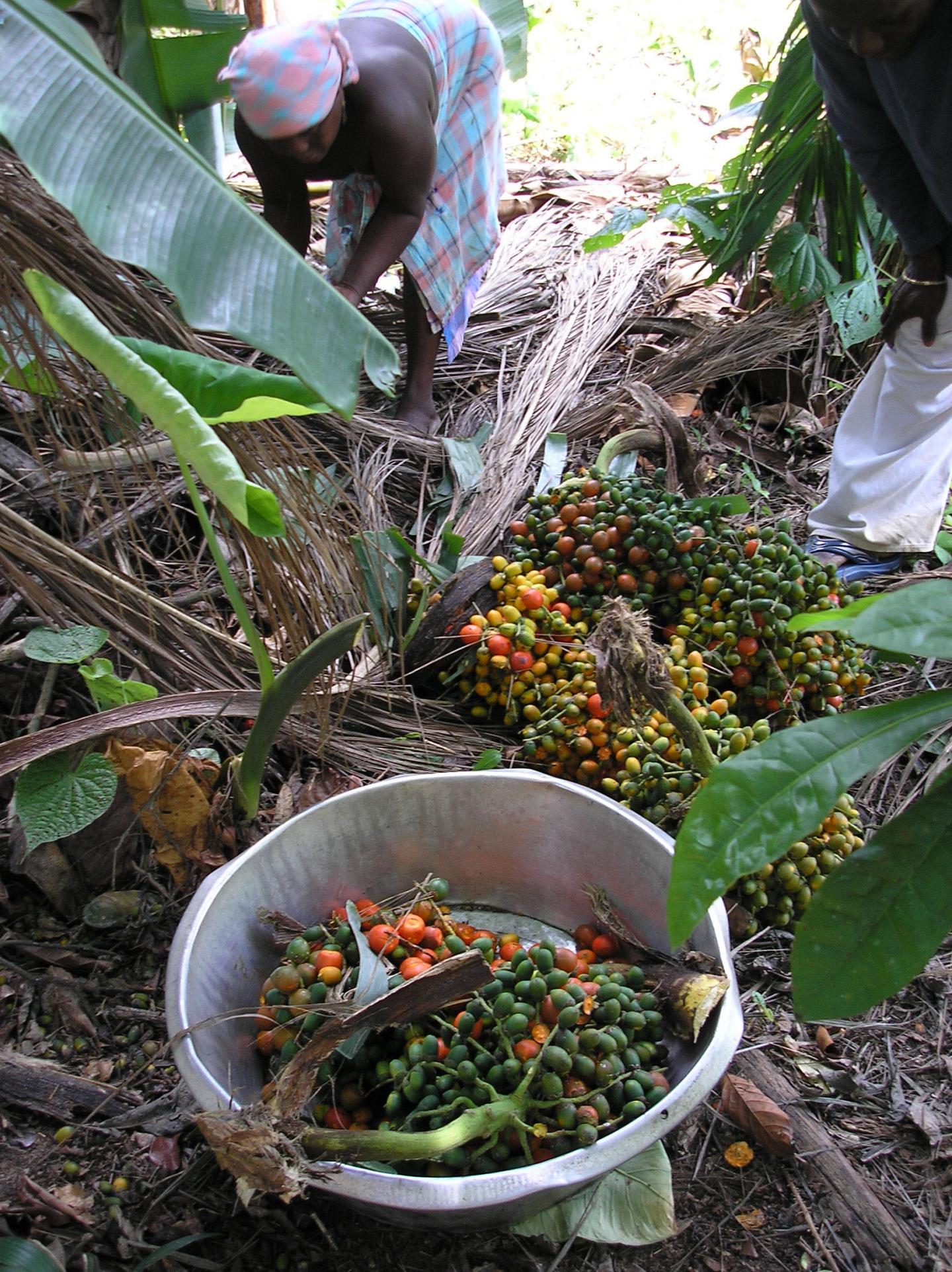Plant Dominance in the Amazon Is Shaped by Past Civilizations (13 of 15)