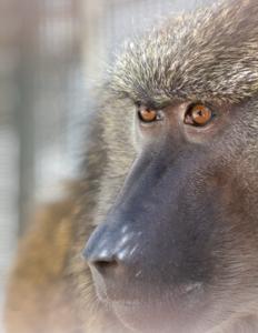 Female baboons exhibit vaginal responses after mating that may affect sperm survival, with the strongest responses toward genetically similar males