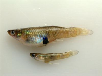 Invasive Fish