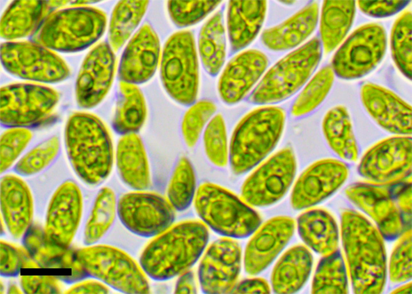 Desert Green Algae
