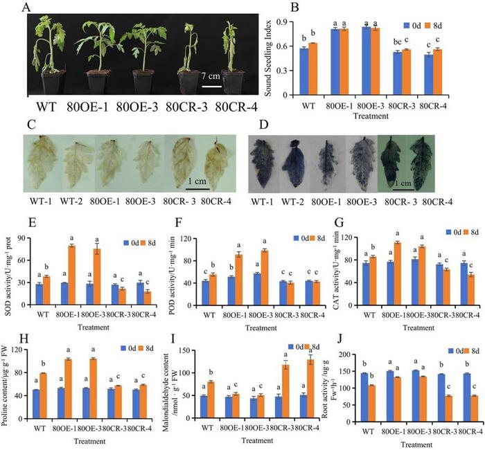 Morphology and physiological responses of WT and SlWRKY80 transgenic plants to saline-alkali stress.