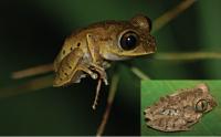 <i>Leptopelis aubryi</i>