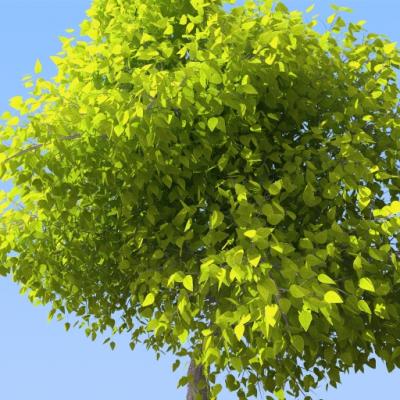 Rendered Tree