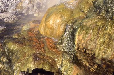Benthic Microbial Mat Community