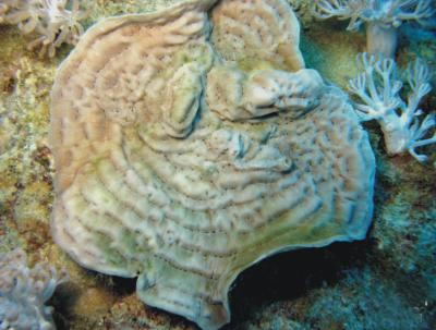 <i>Pachyseris inattesa</i>