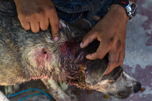 Dog injured as a result of jaguar attack