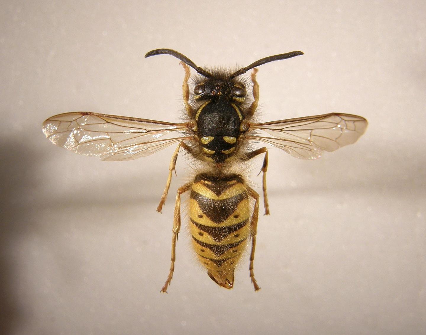 <i>Vespula vulgaris</i>