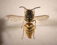 <i>Vespula vulgaris</i>