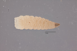 Larva of the avian vampire fly