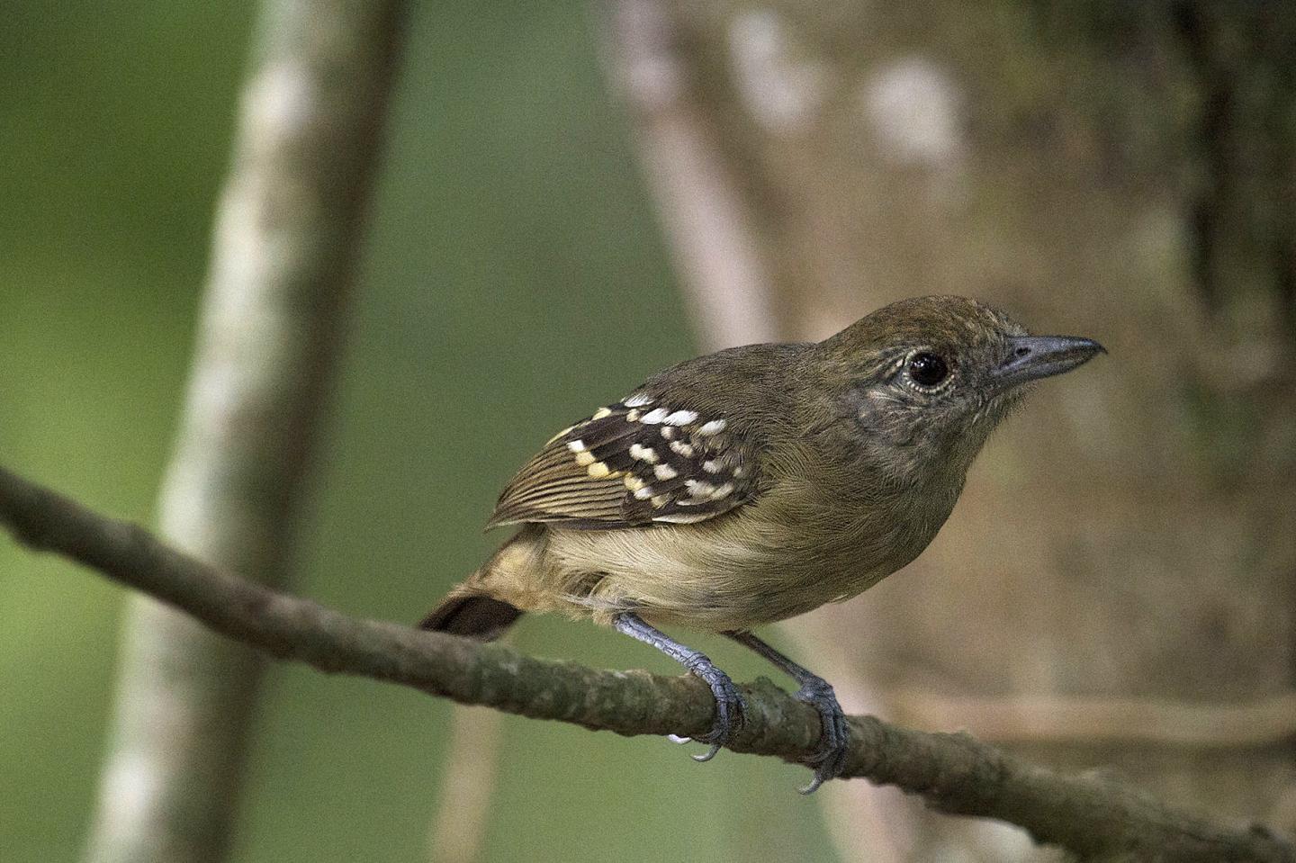 Black-Crowned Antshrike