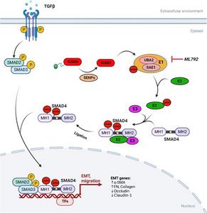 Mechanistic scheme of SUMO E1-mediated SMAD4 SUMOylation in lens fibrogenesis.