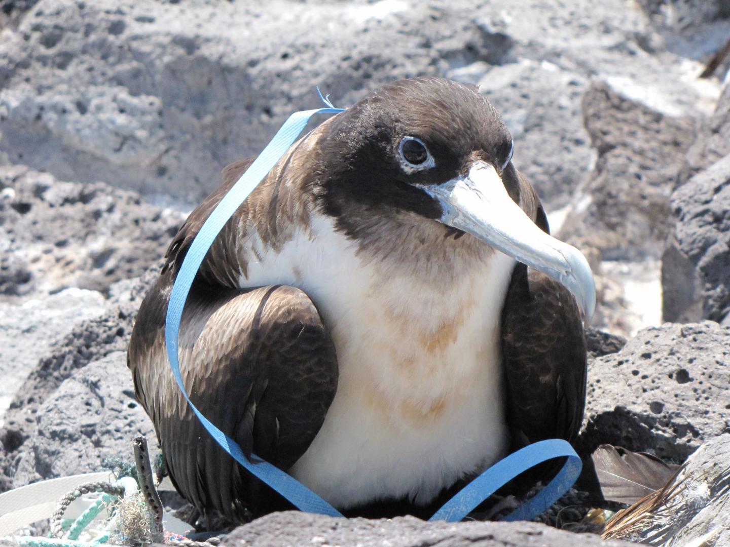 Great Frigate Bird, Desventuradas Islands
