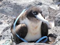 Great Frigate Bird, Desventuradas Islands