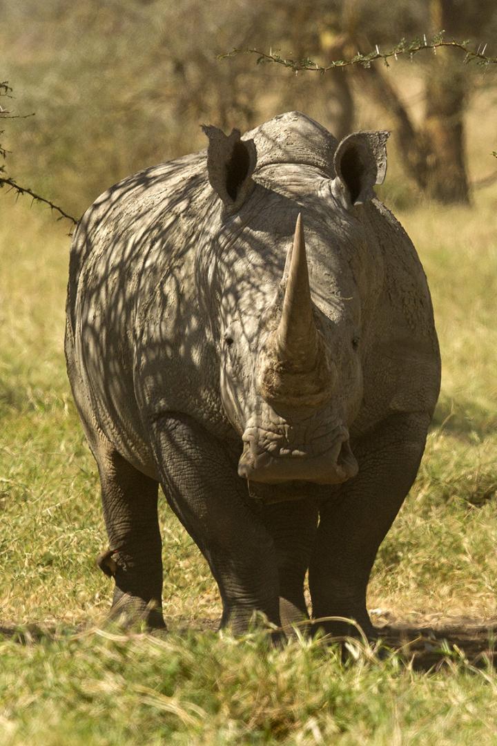White Rhino