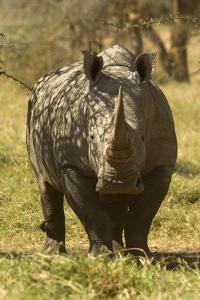 White Rhino
