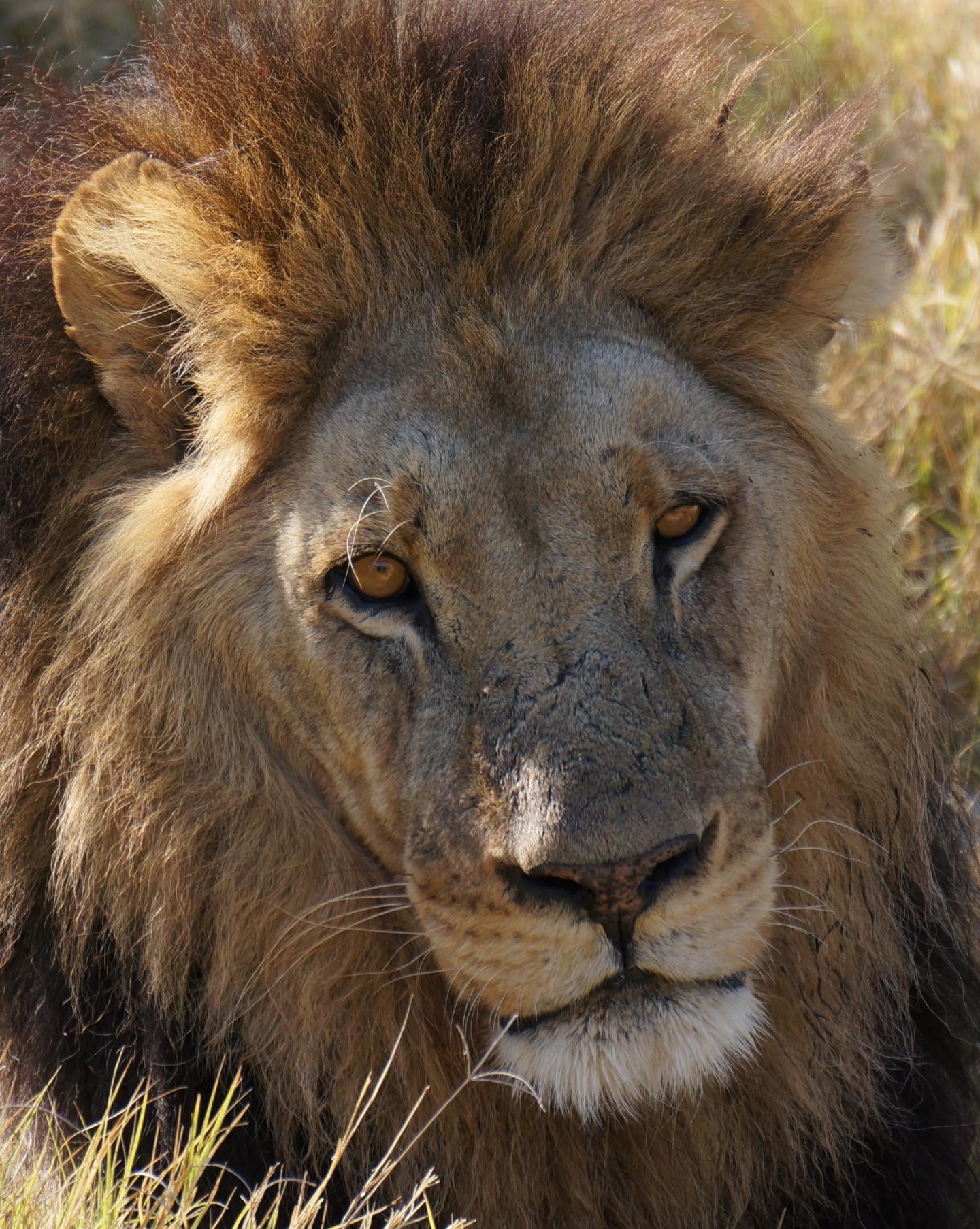 African Lion