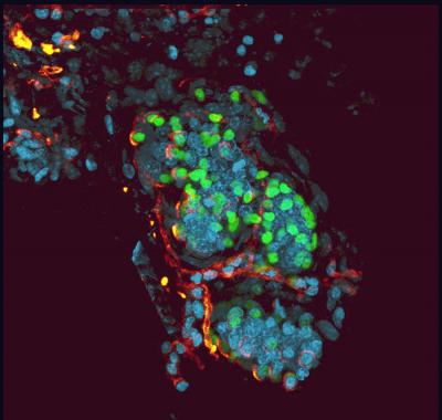 Slow-Cycling Sweat Gland Cells