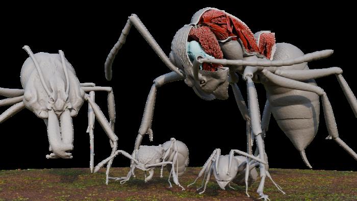 3D renderings made from scans of 4 Okinawan ant species in Antscan