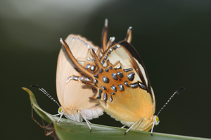 Butterfly_3