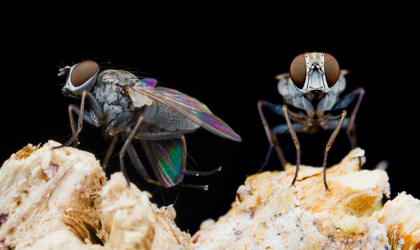 Killer fly comparison