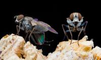 Killer fly comparison